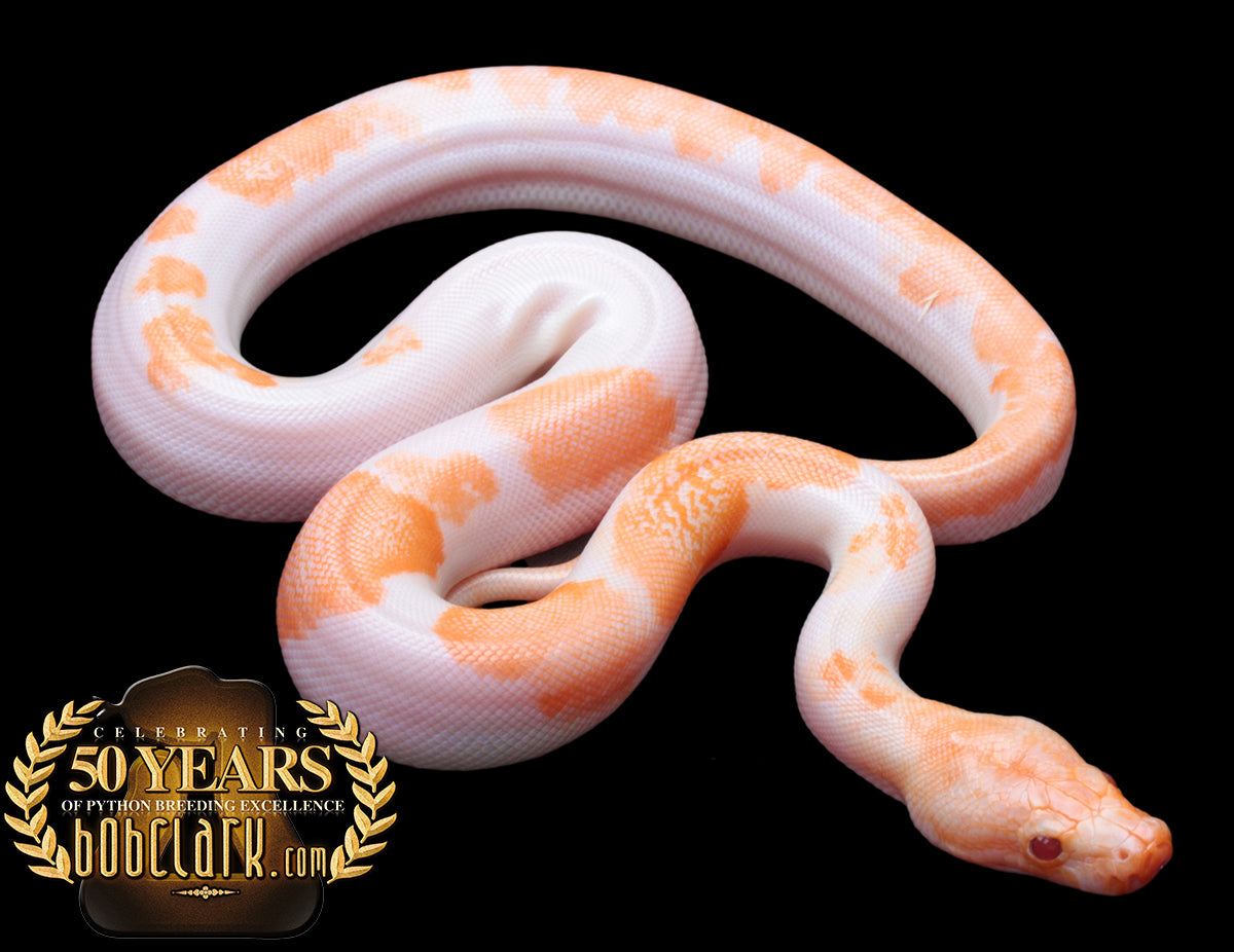 Pied granite albino