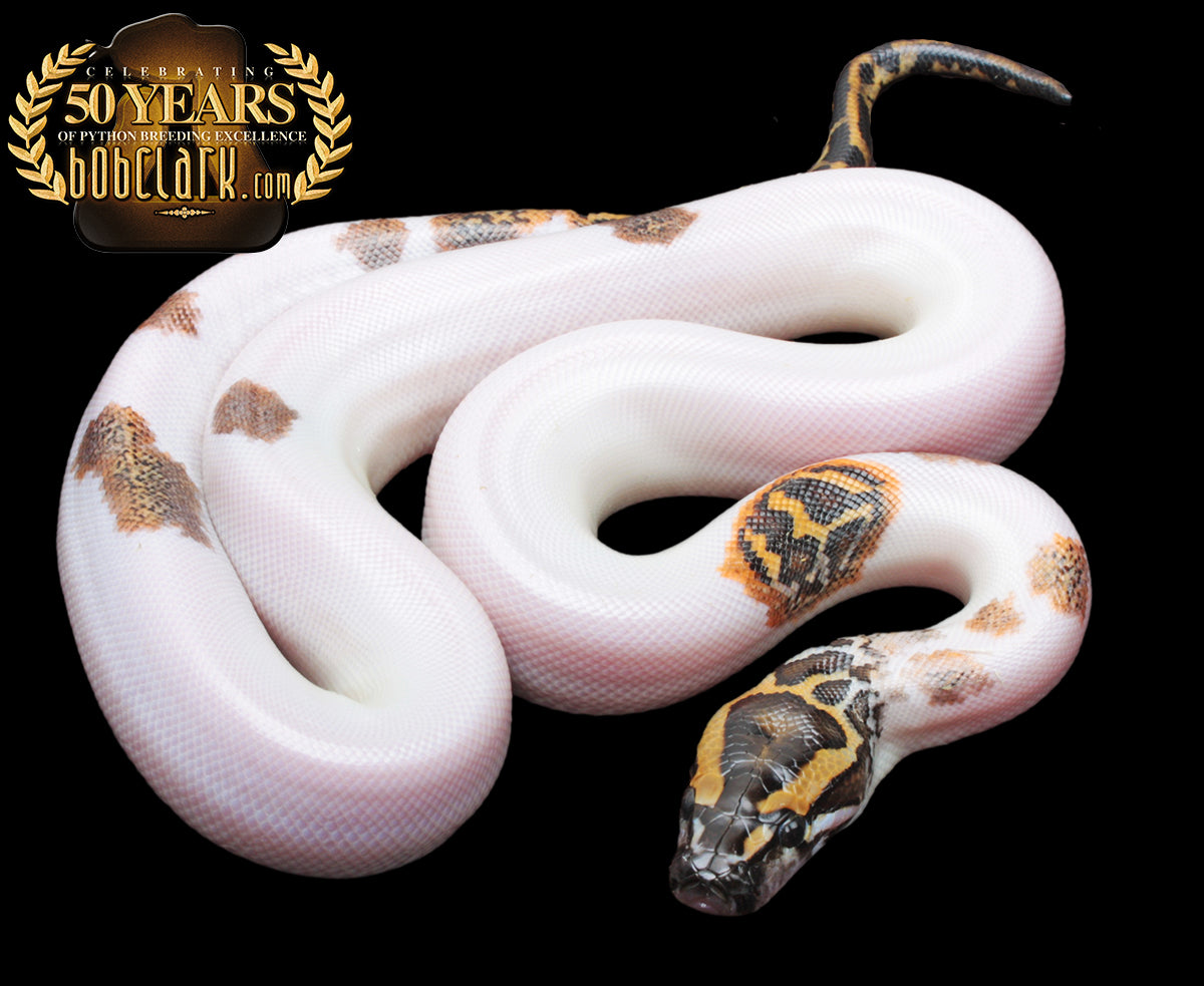 Pied het albino