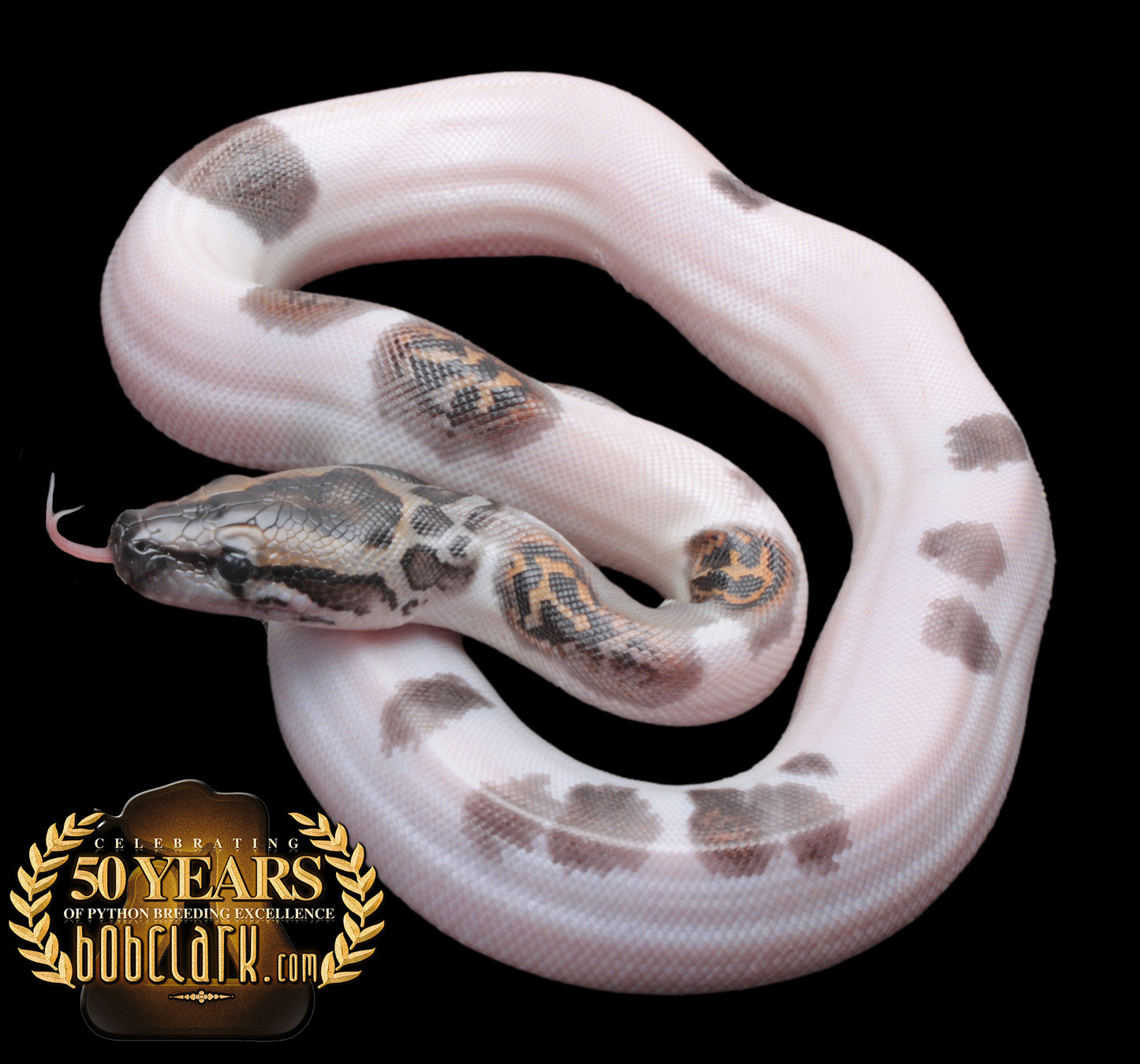 Pied het albino poss het granite