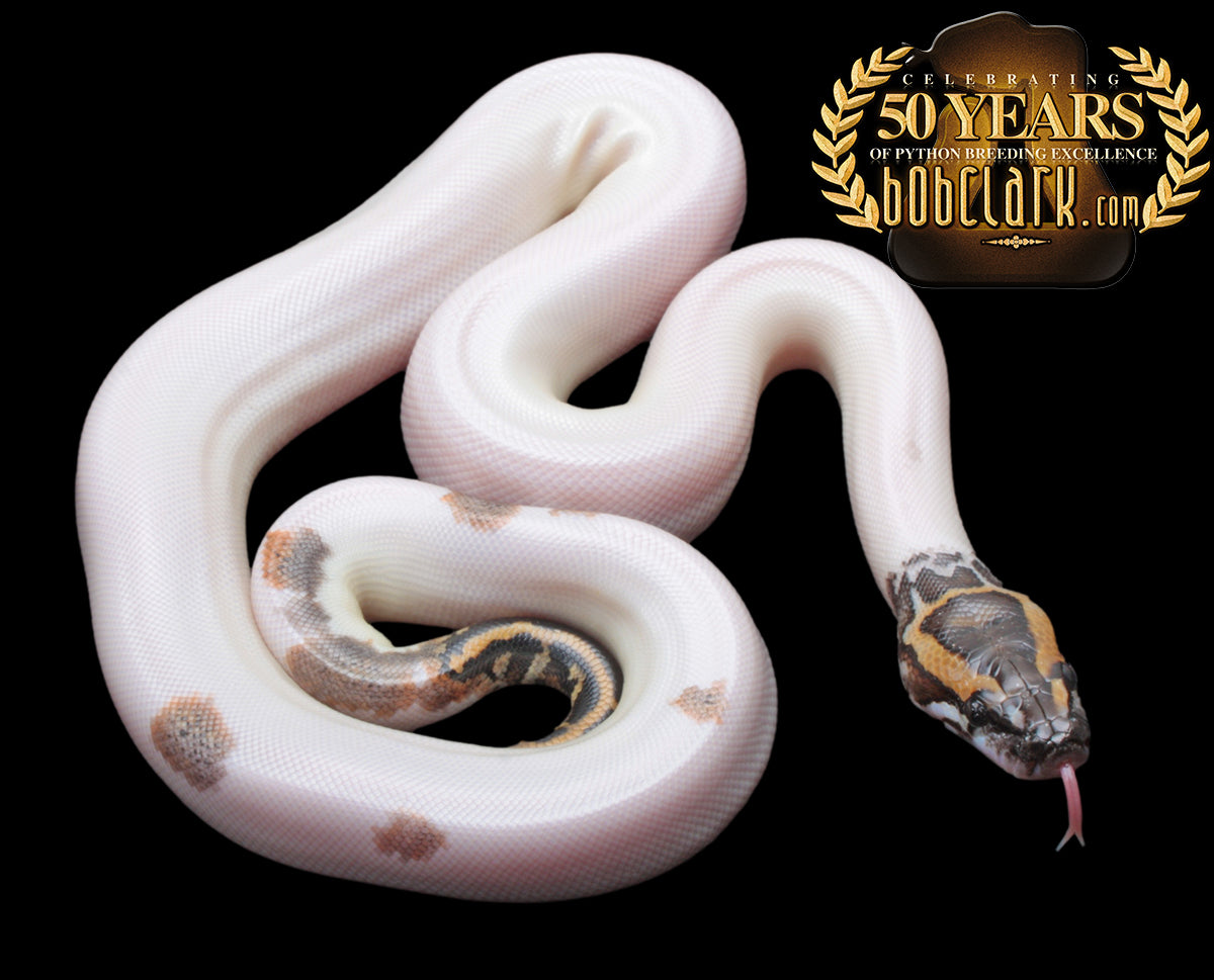 Pied het albino