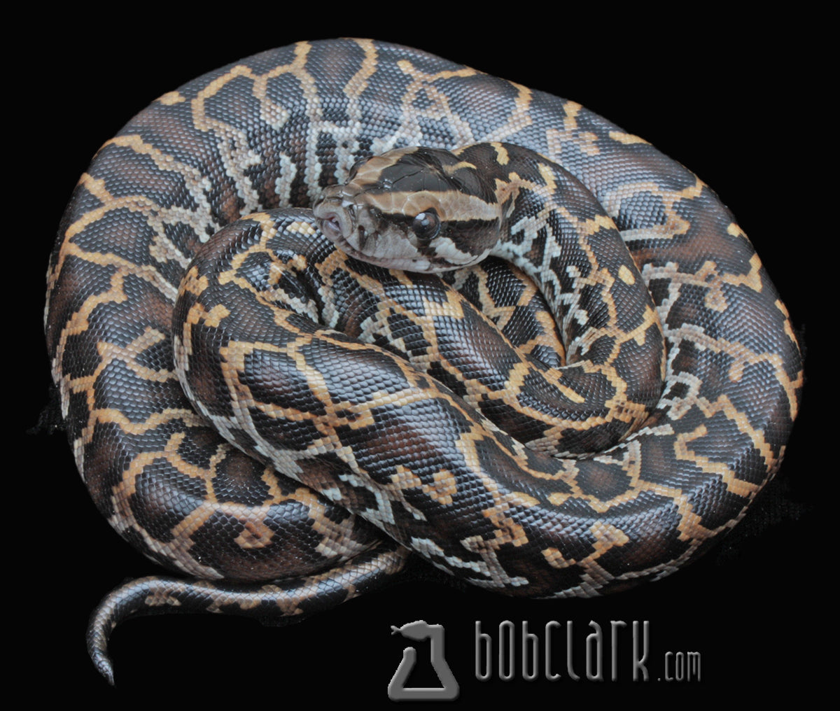 triple het pied/albino/granite