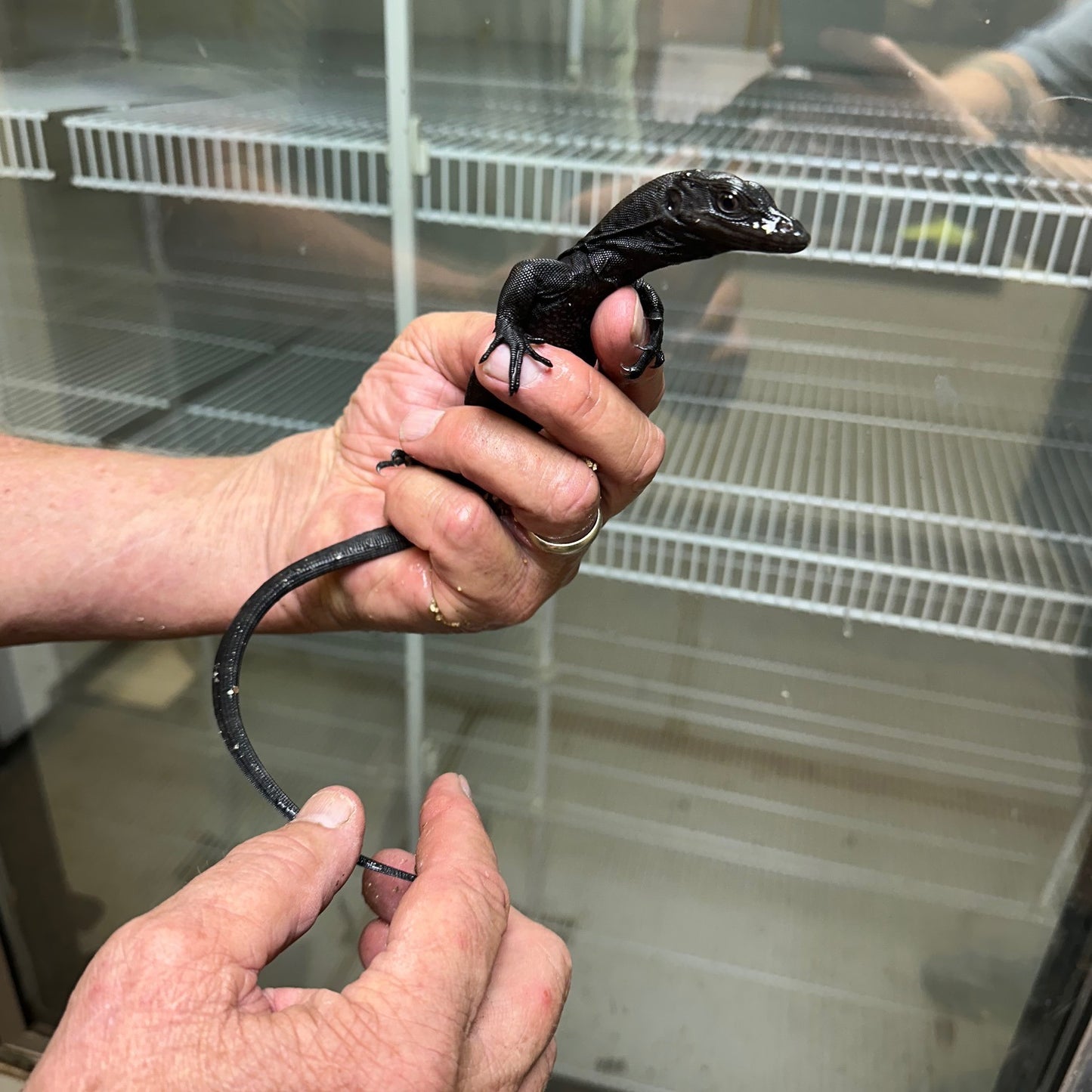 Black dragon (Varanus salvator)