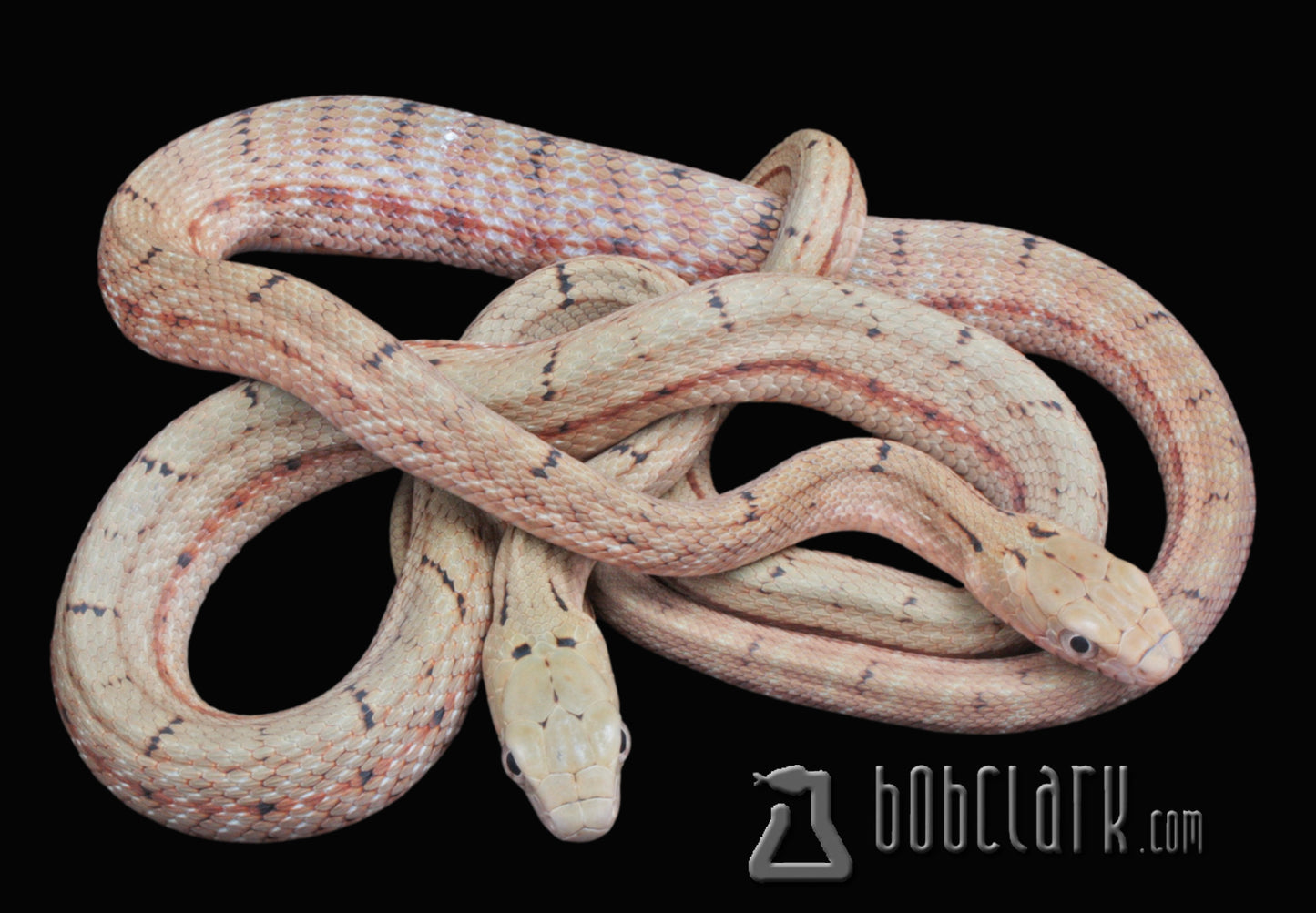 King rat snakes