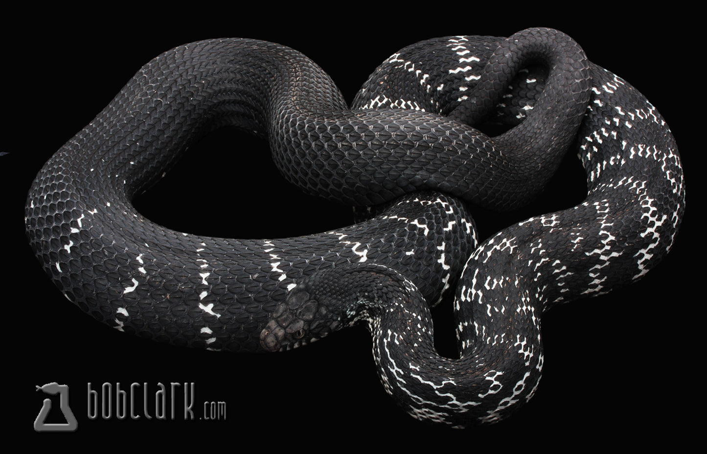 Axanthic King rat snake 70"
