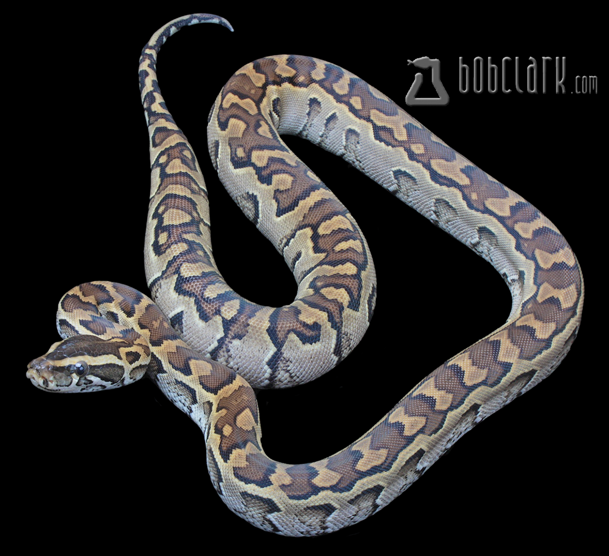 Het patternless African rock python