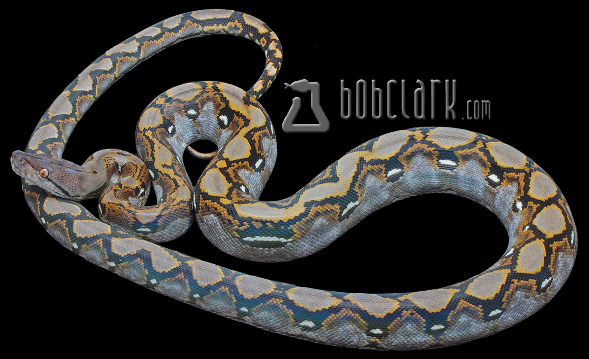 Het ghost poss het pied 72"