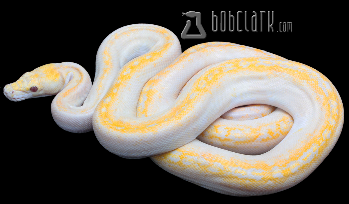 Albino pied 60"