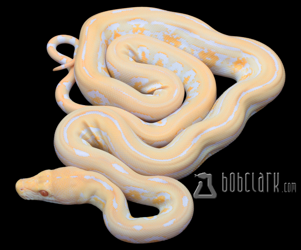 Albino Jaguar
