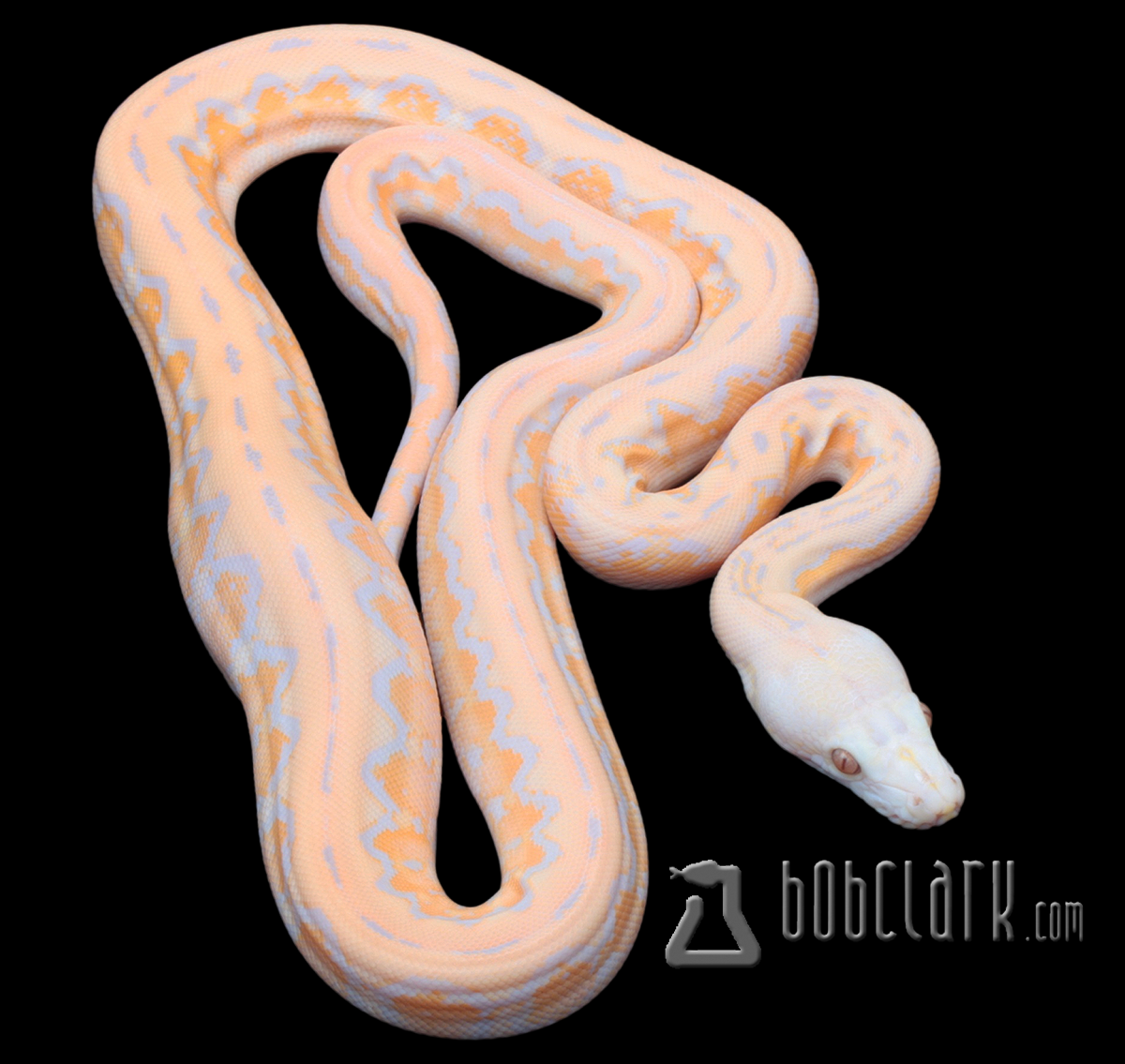 Lavender albino motley jaguar