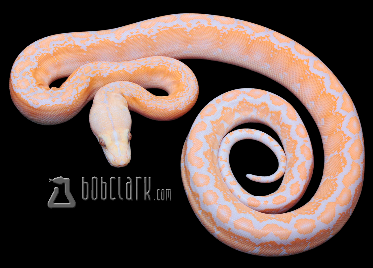 Albino Motley