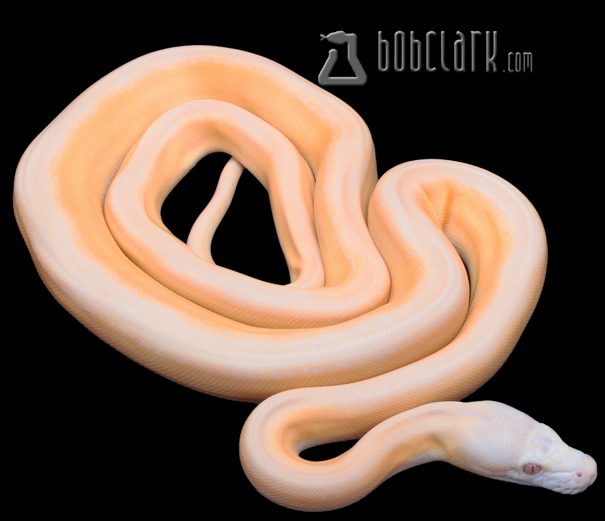 Albino motley sunfire tiger