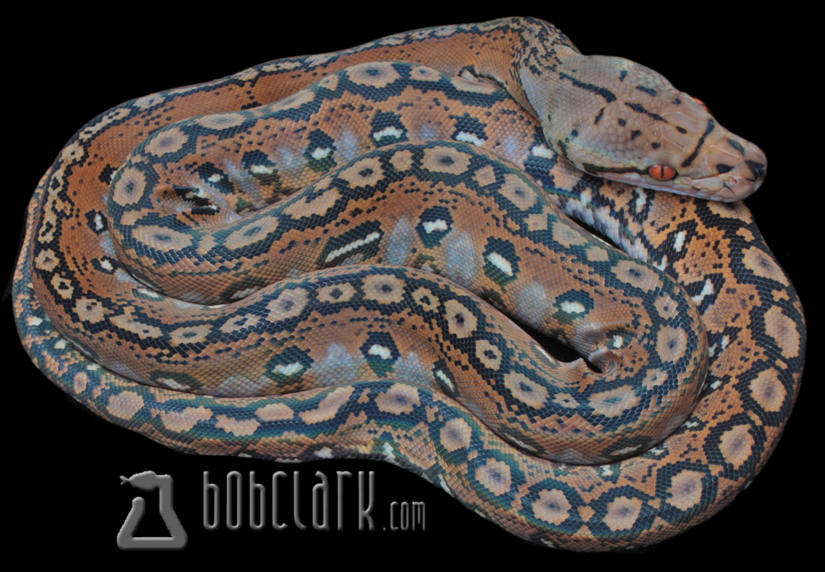 Aztec 66% het genetic stripe