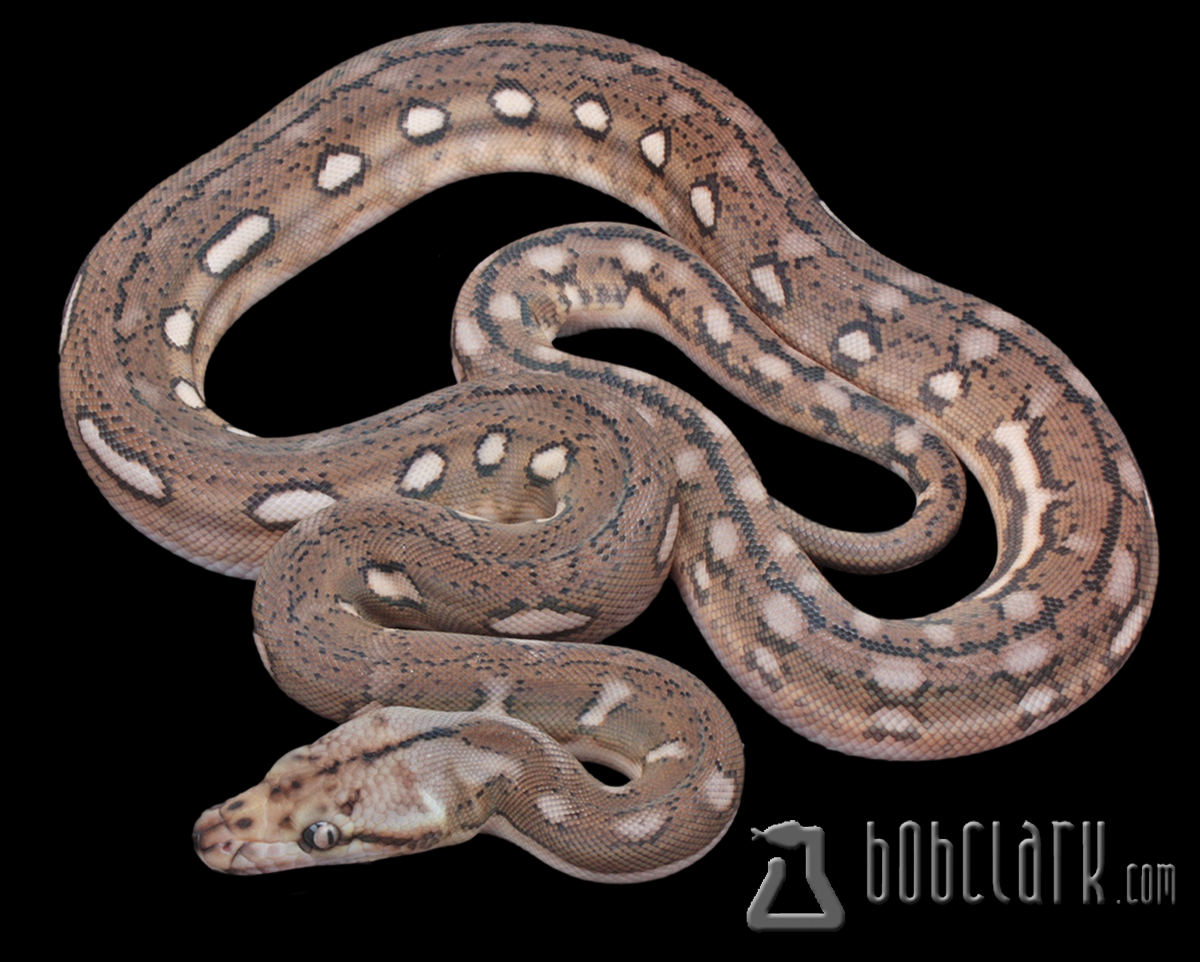 Motley aztec tiger 66% het albino/mocha