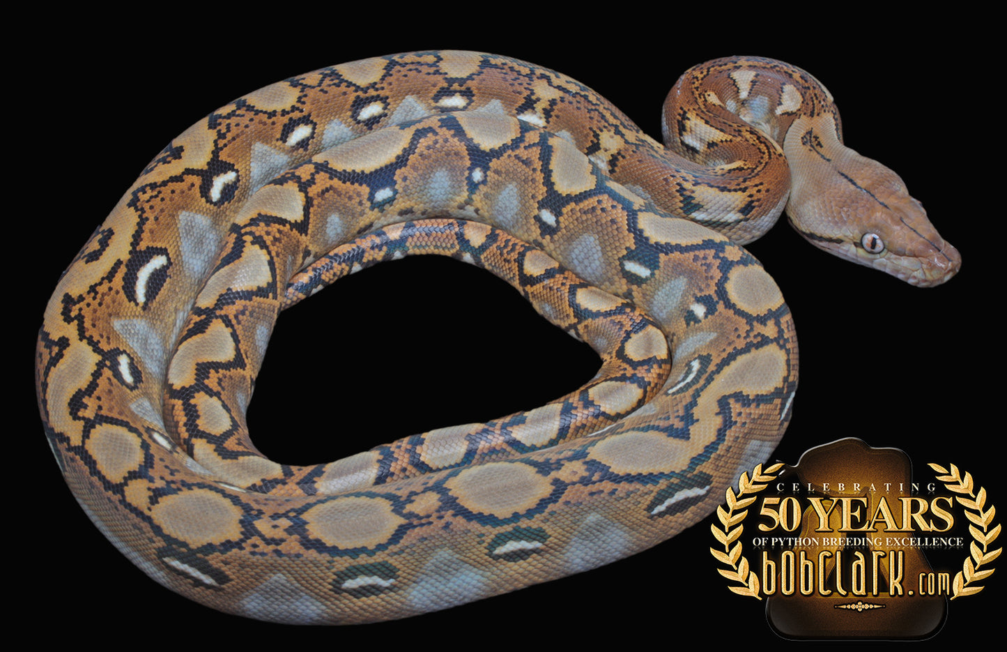 Citron, beautiful silver eyes!