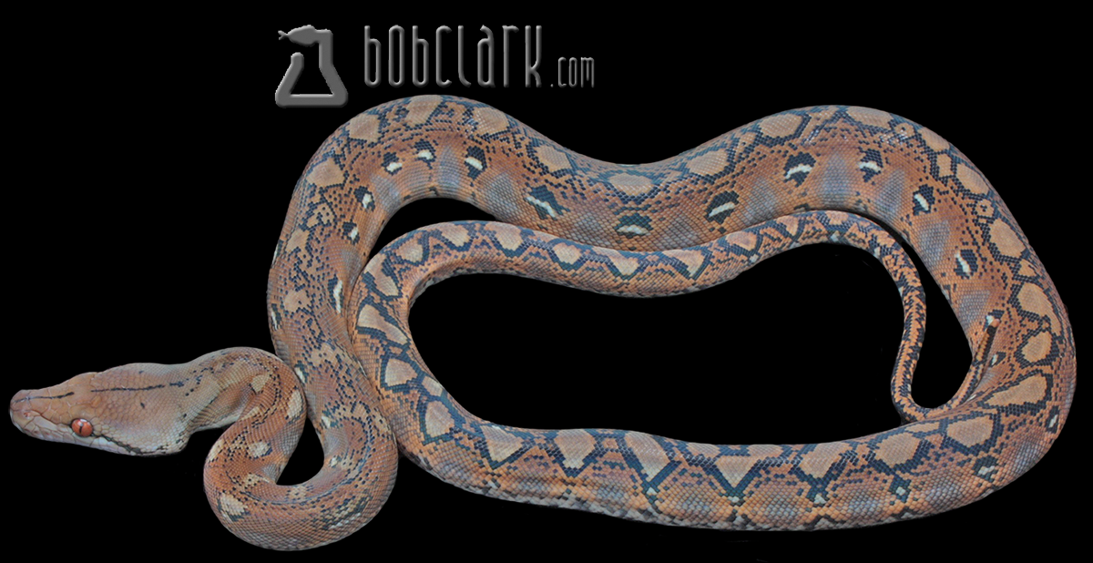 Reticulated python