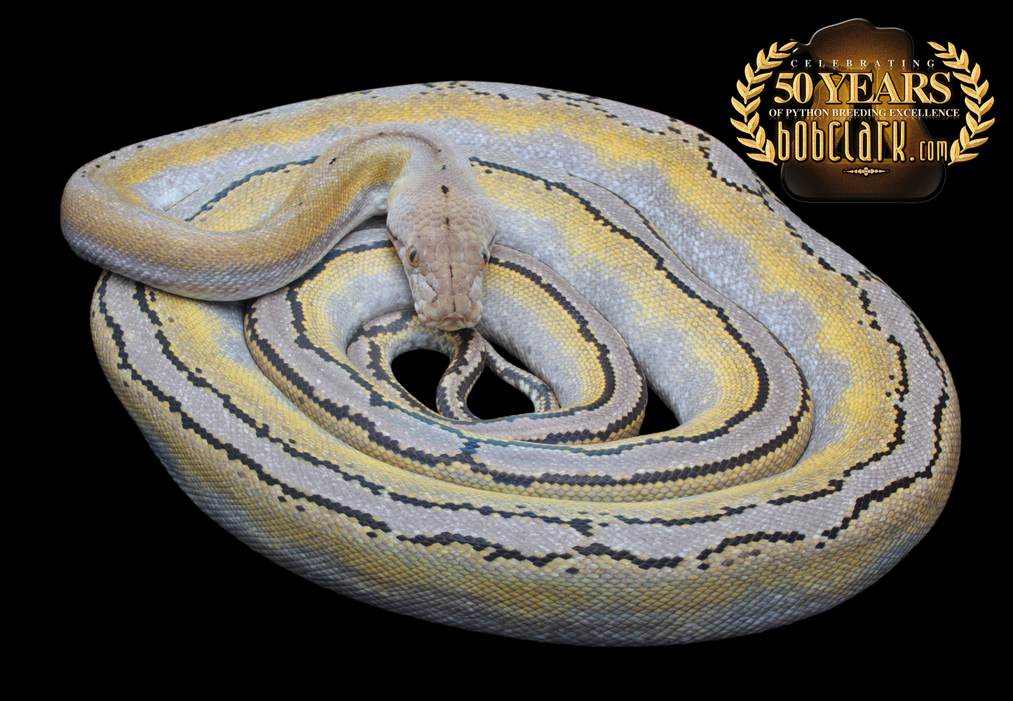 Fire motley het stripe