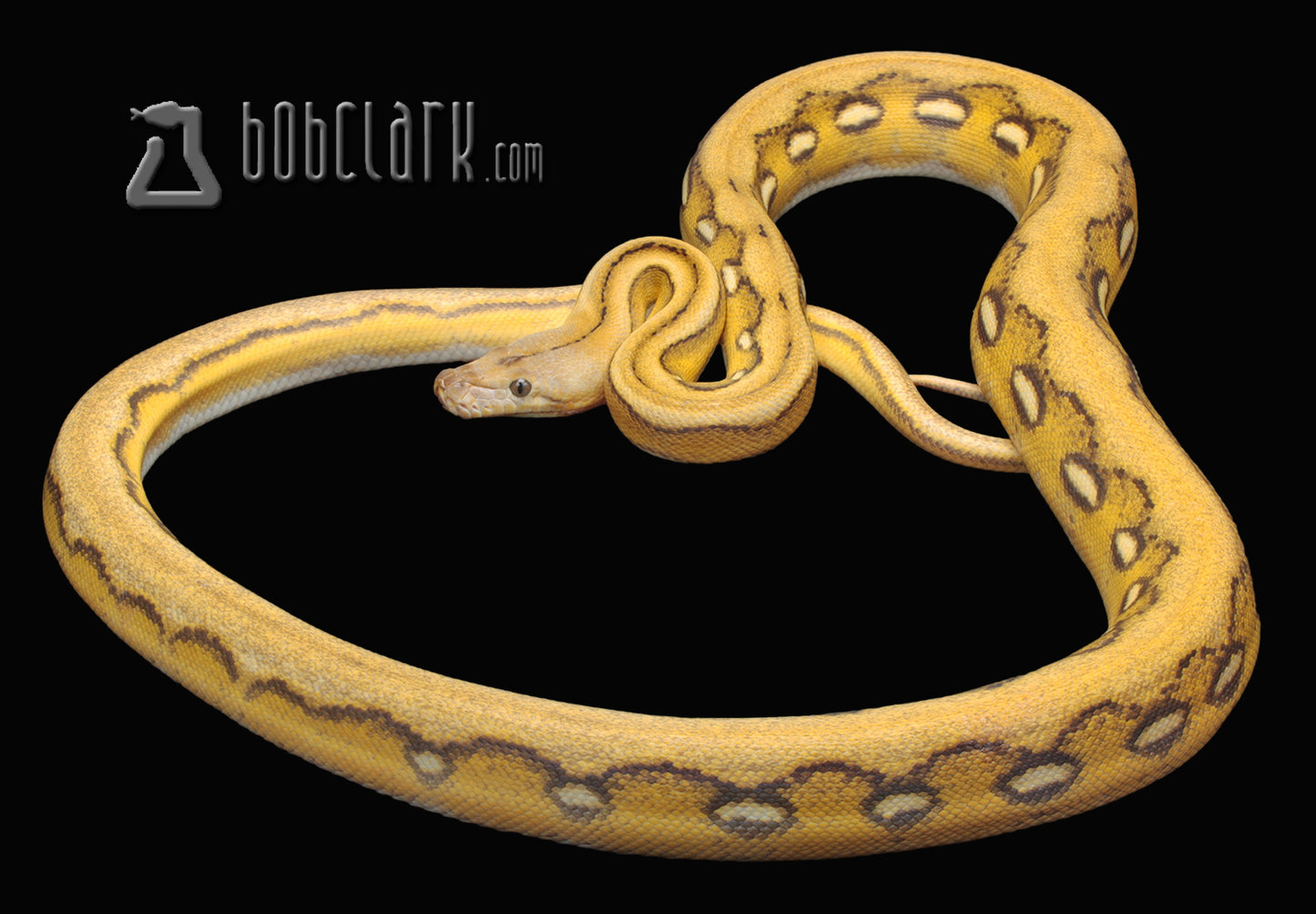 Fire sunfire tiger het hypo 85" male