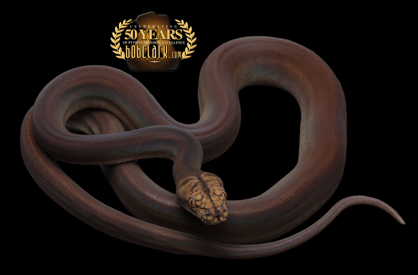 Golden Child het OGS