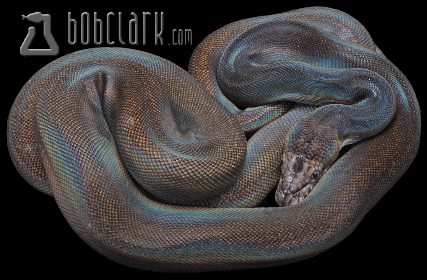 Golden child poss het albino and ogs 60"