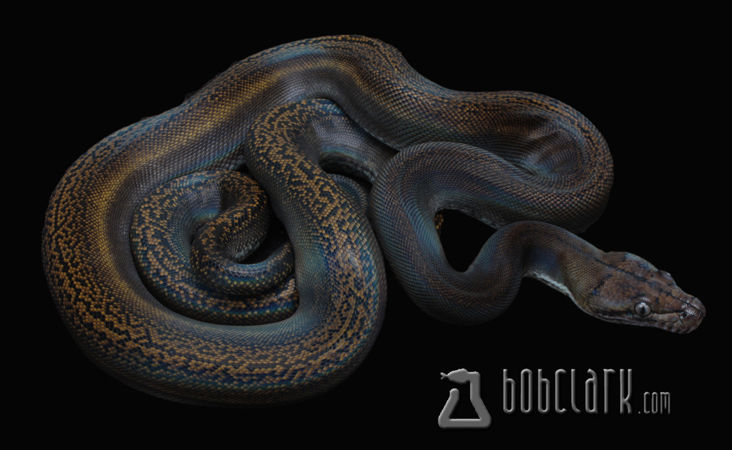 Golden child het pied, 52" male