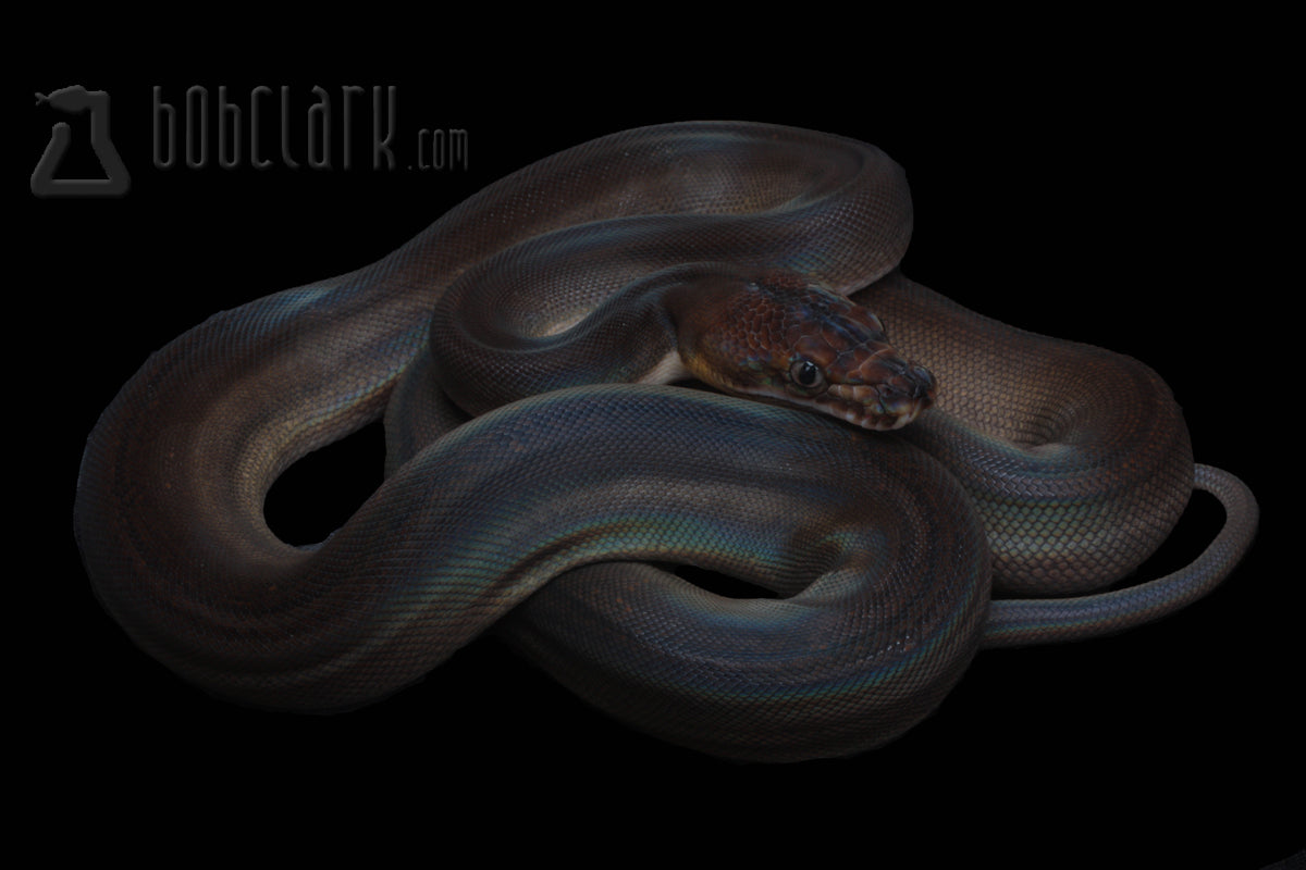 Motley golden child het pied. these will get BLACK