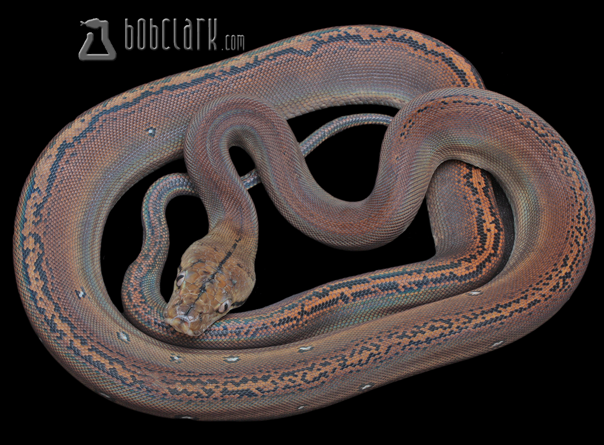 Golden child 66% het albino