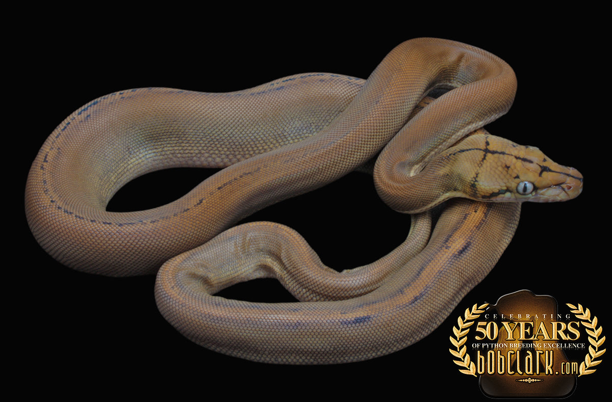 Sunfire golden child het albino or mocha