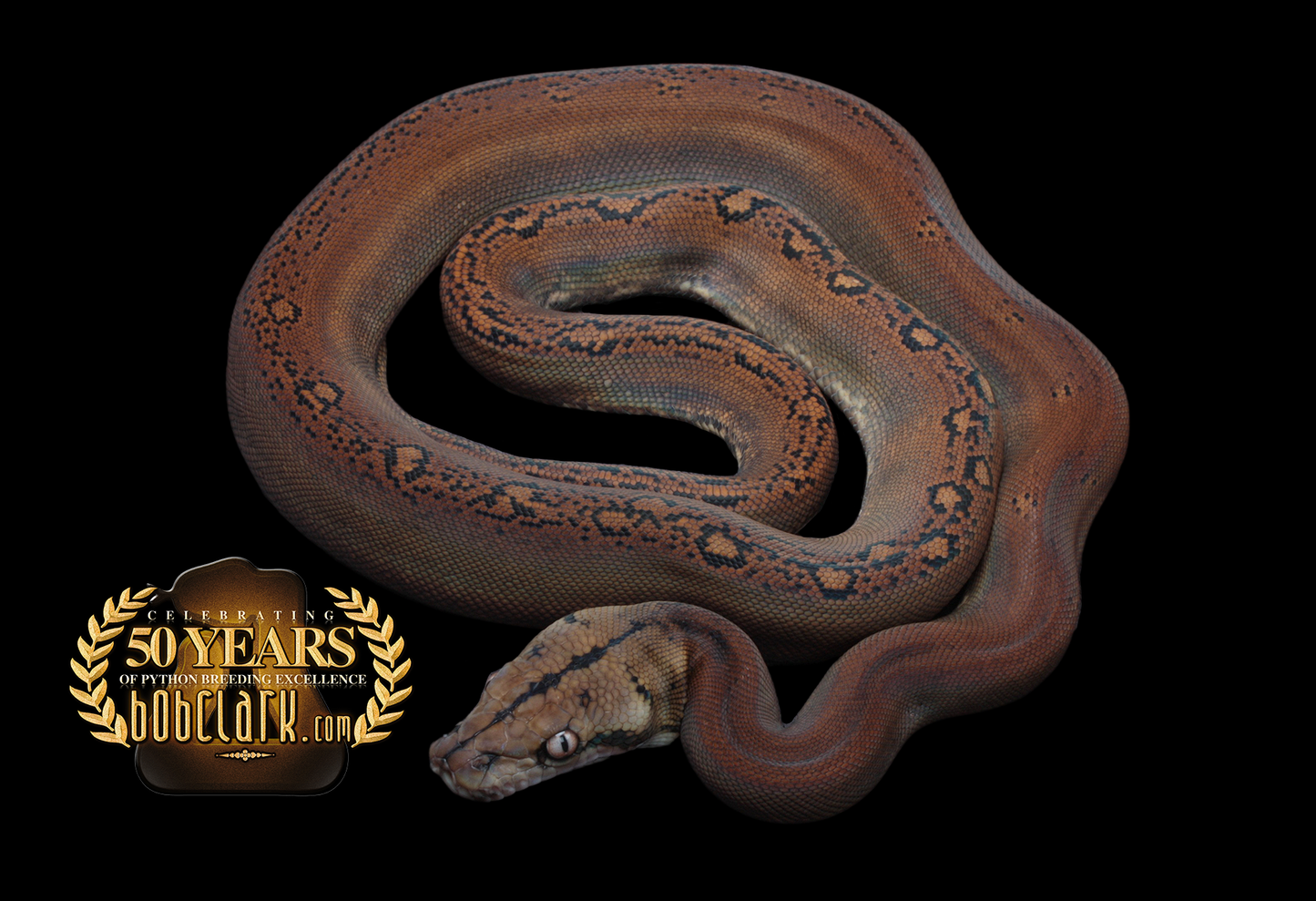 Golden child sunfire het mocha/albino