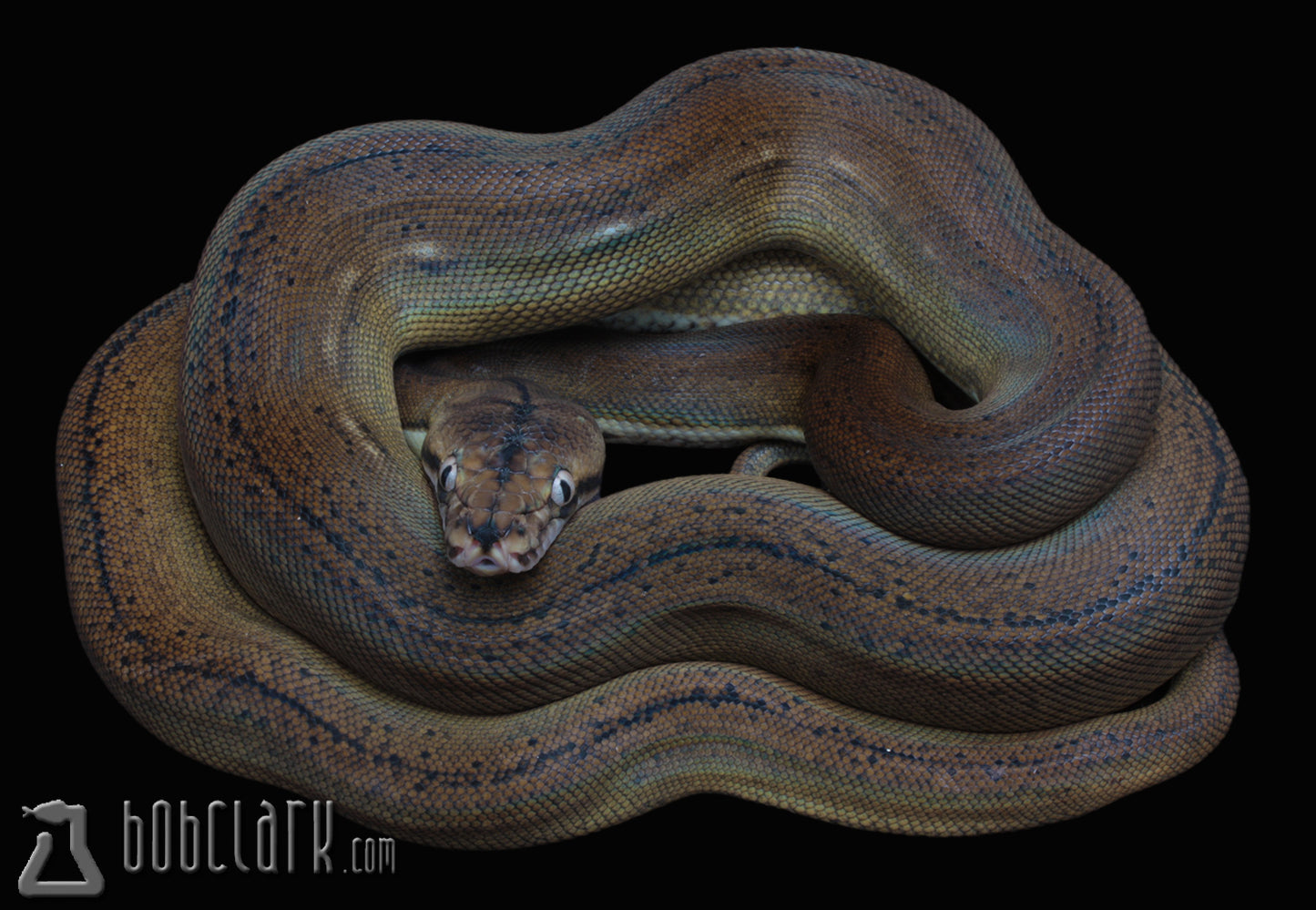 golden child tiger poss het purple anthrax