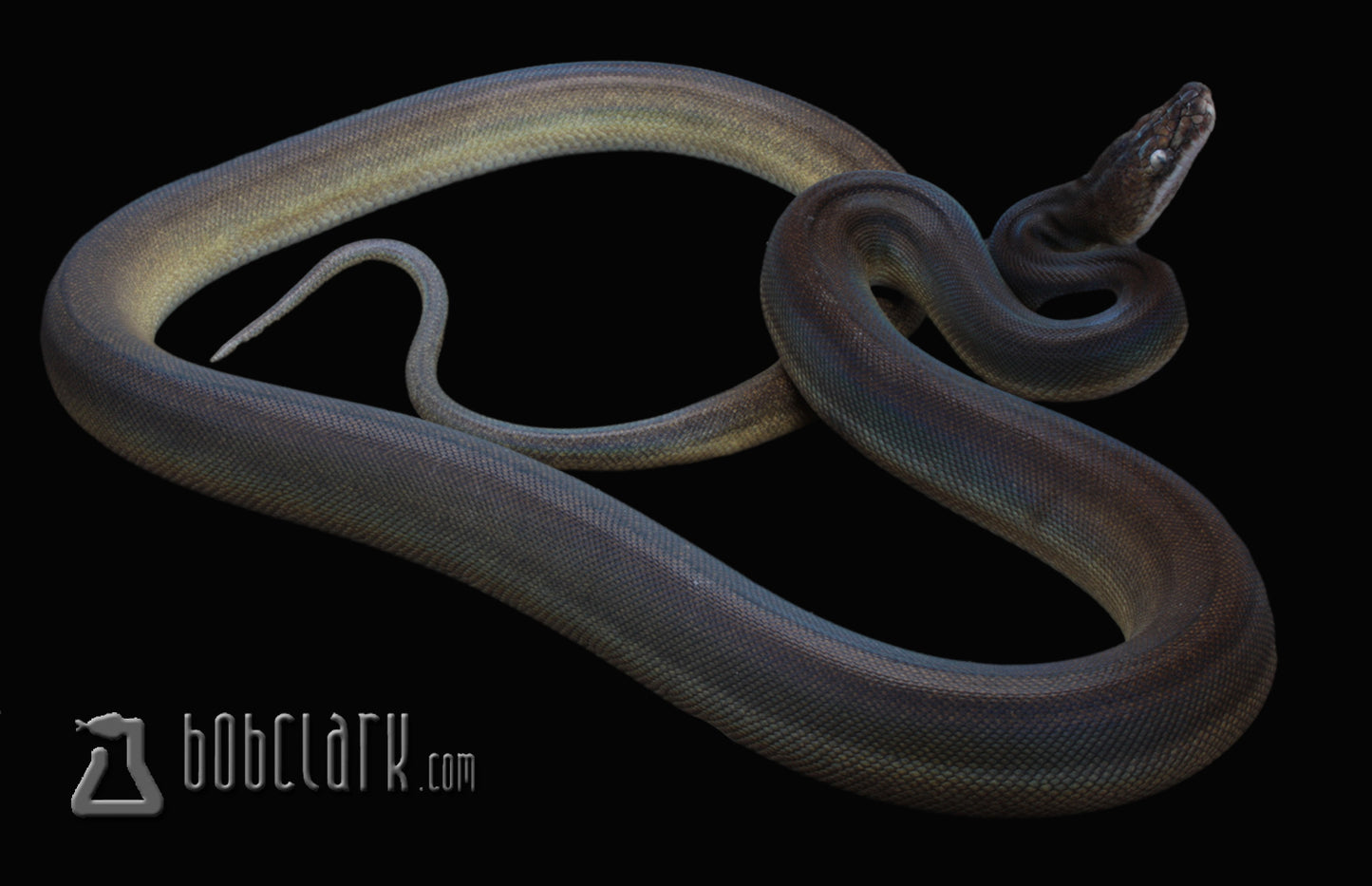 golden child titanium 60" male