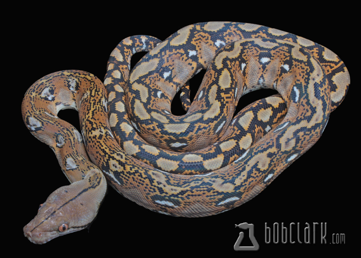 het orange ghost stripe