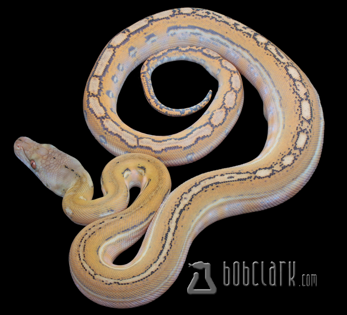 Blue hypo fire 66% het OGS