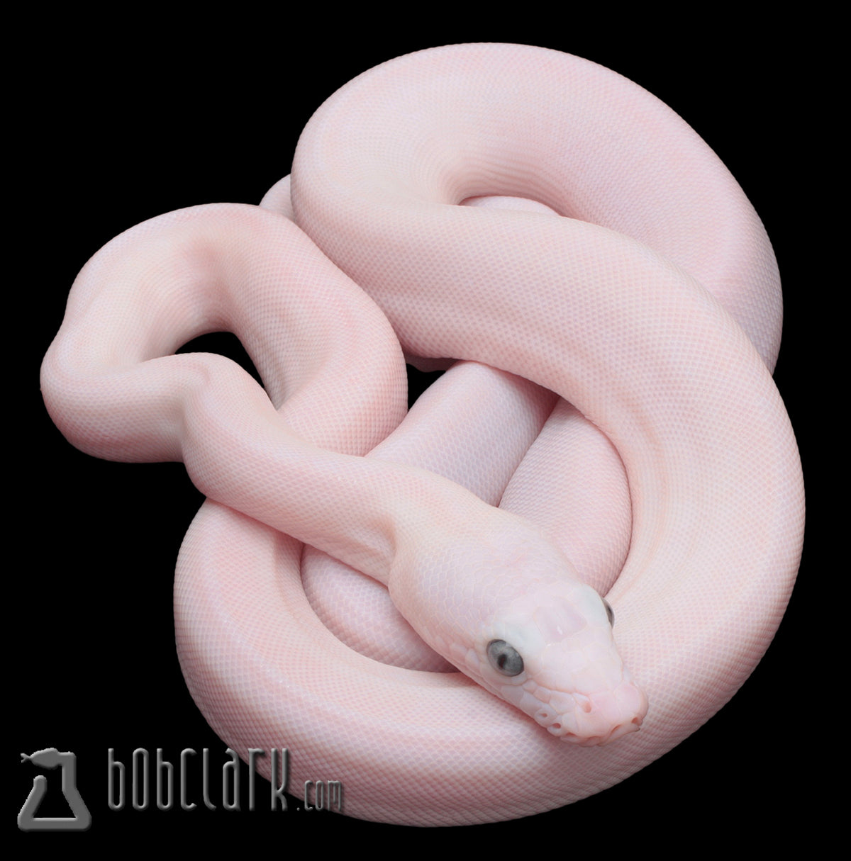 White kalimaya 50% poss het purple albino