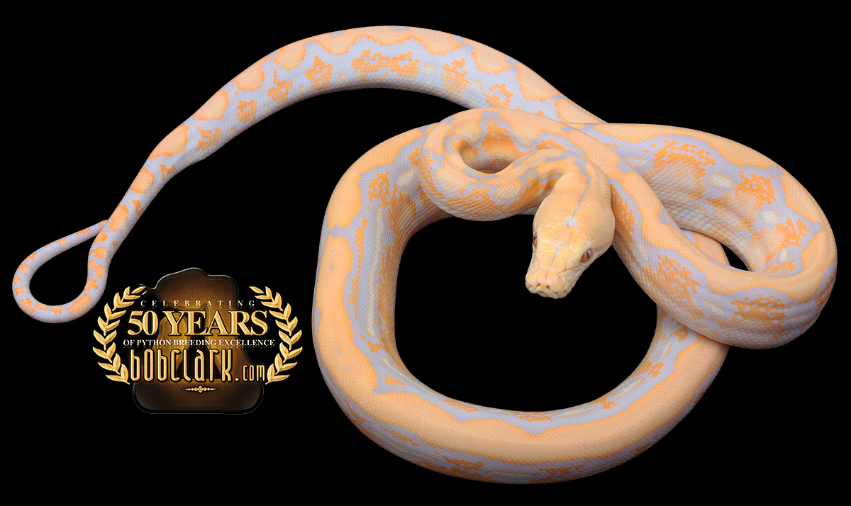 Lavender albino