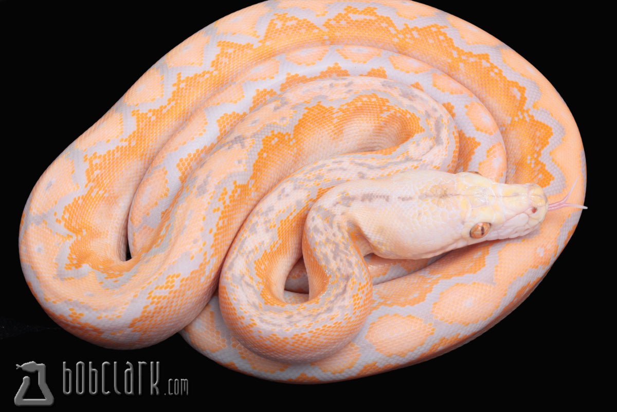 Lavender albino motley