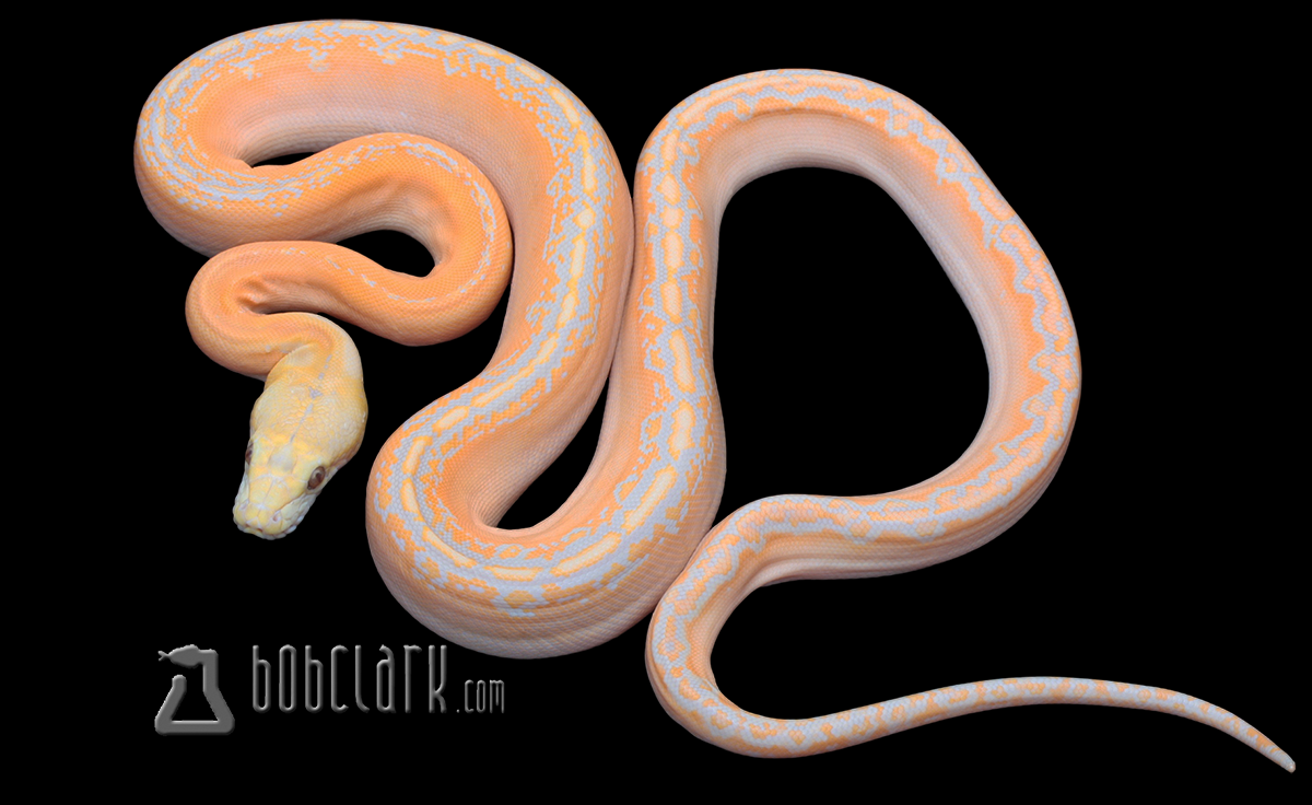 Lavender albino motley phantom