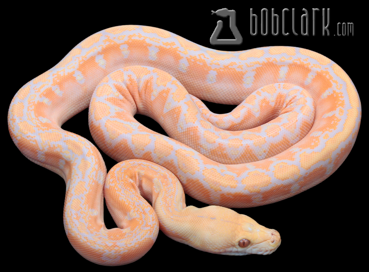 Lavender albino phantom
