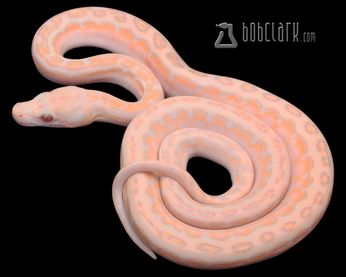 Lavender albino phantom motley jaguar