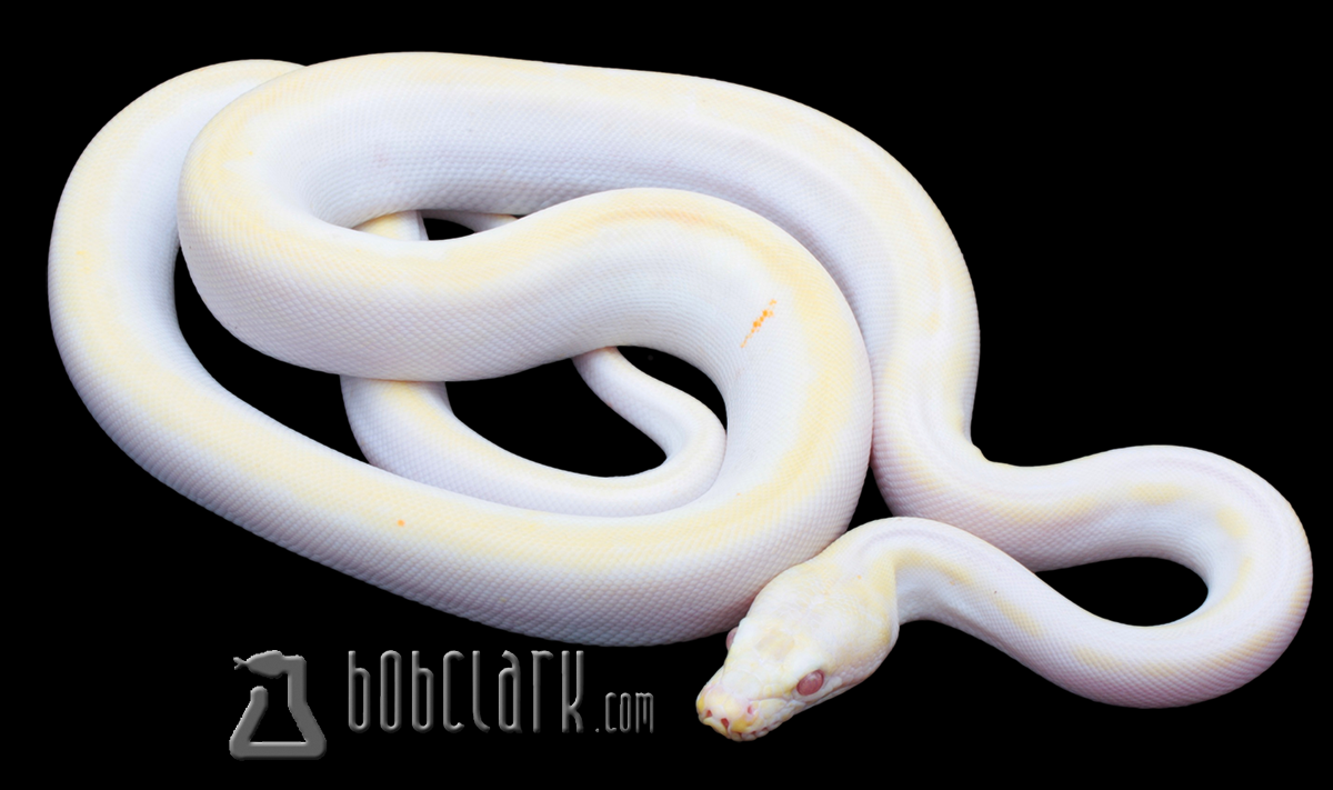 Lavender albino sunfire cow