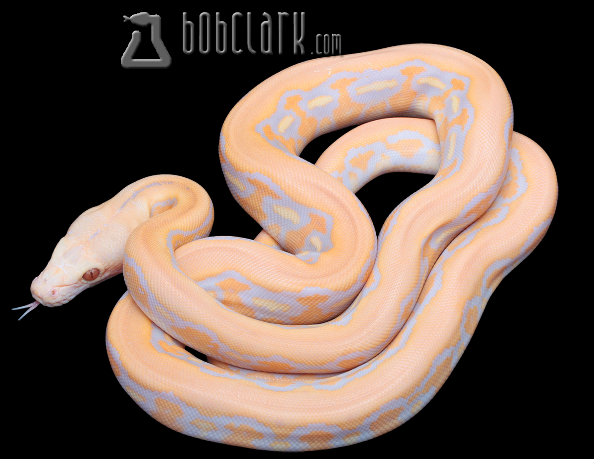 Lavender albino sunfire tiger