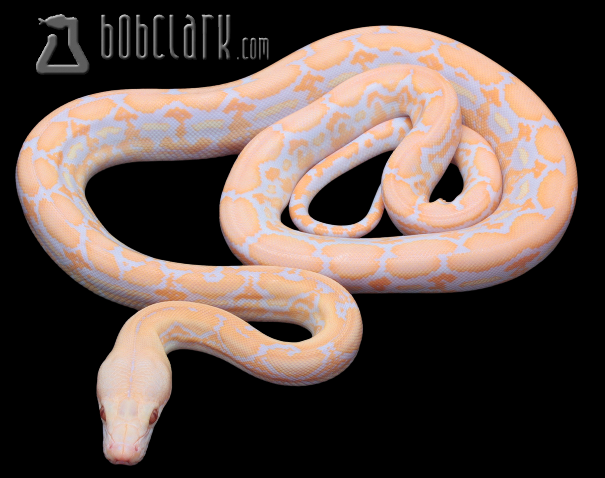 Lavender albino tiger