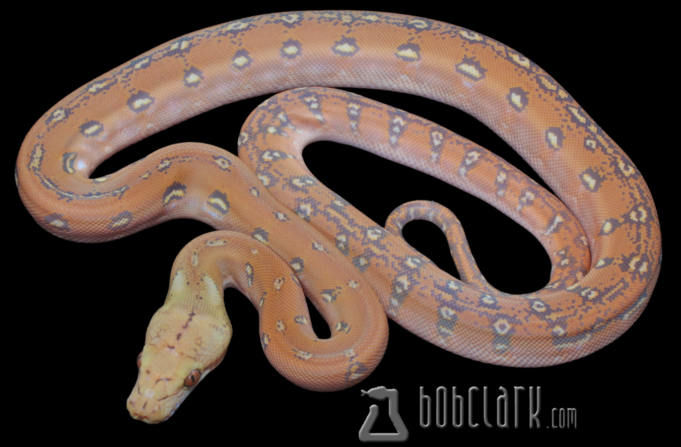 Mochino phantom aztec