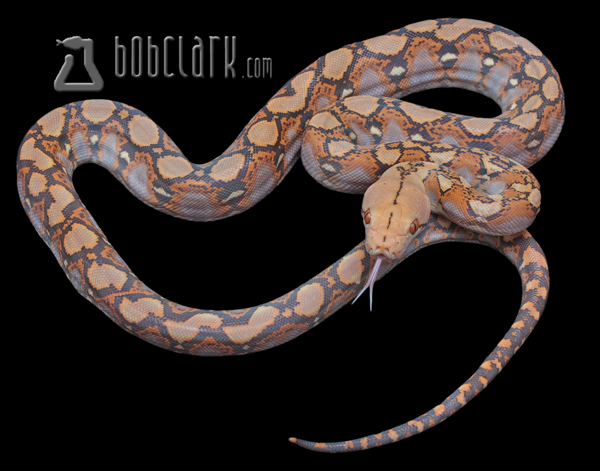 Mochino