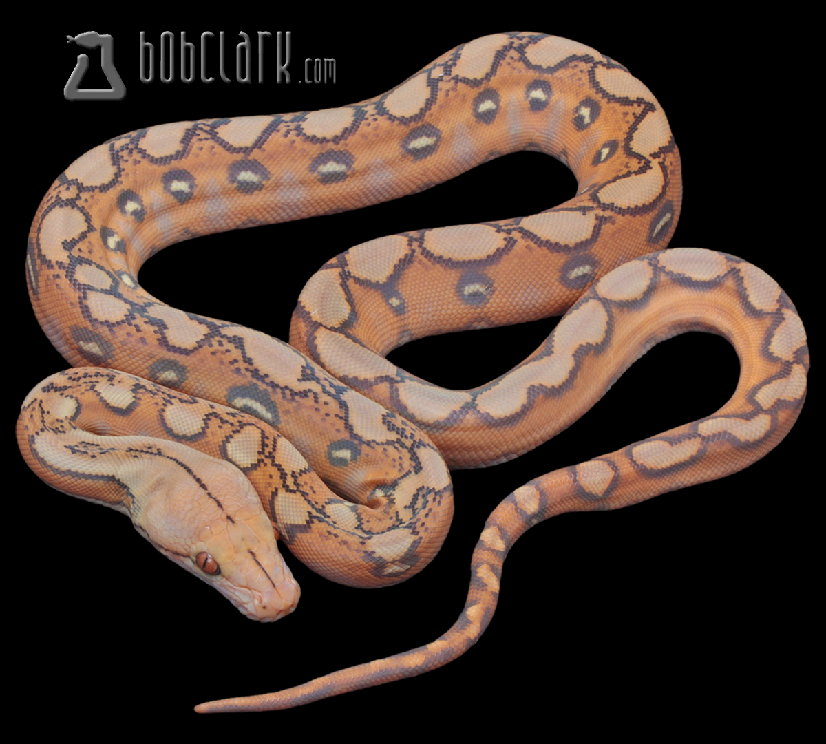 Mochino sunfire