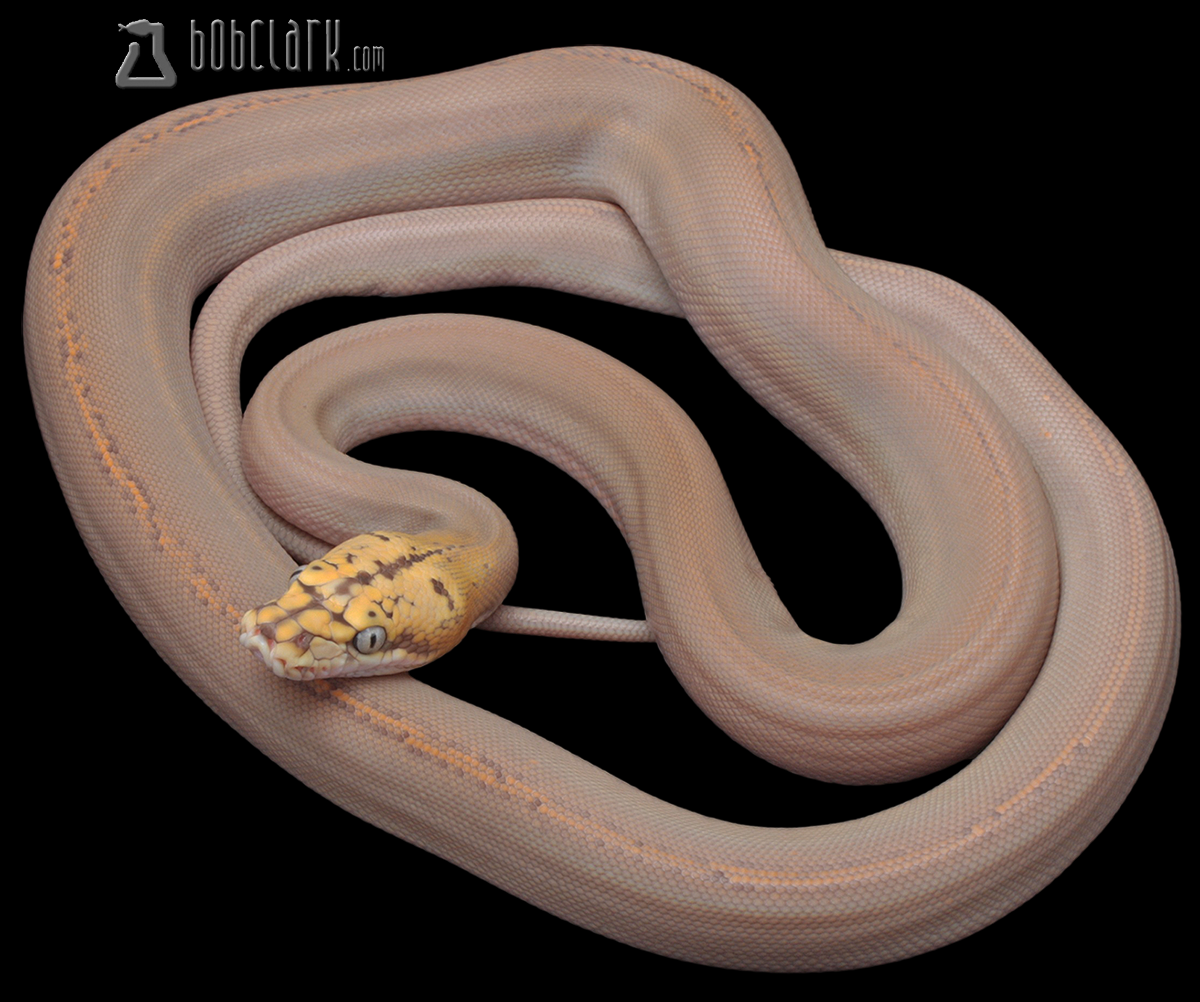 Orange glow motley golden child het OGS