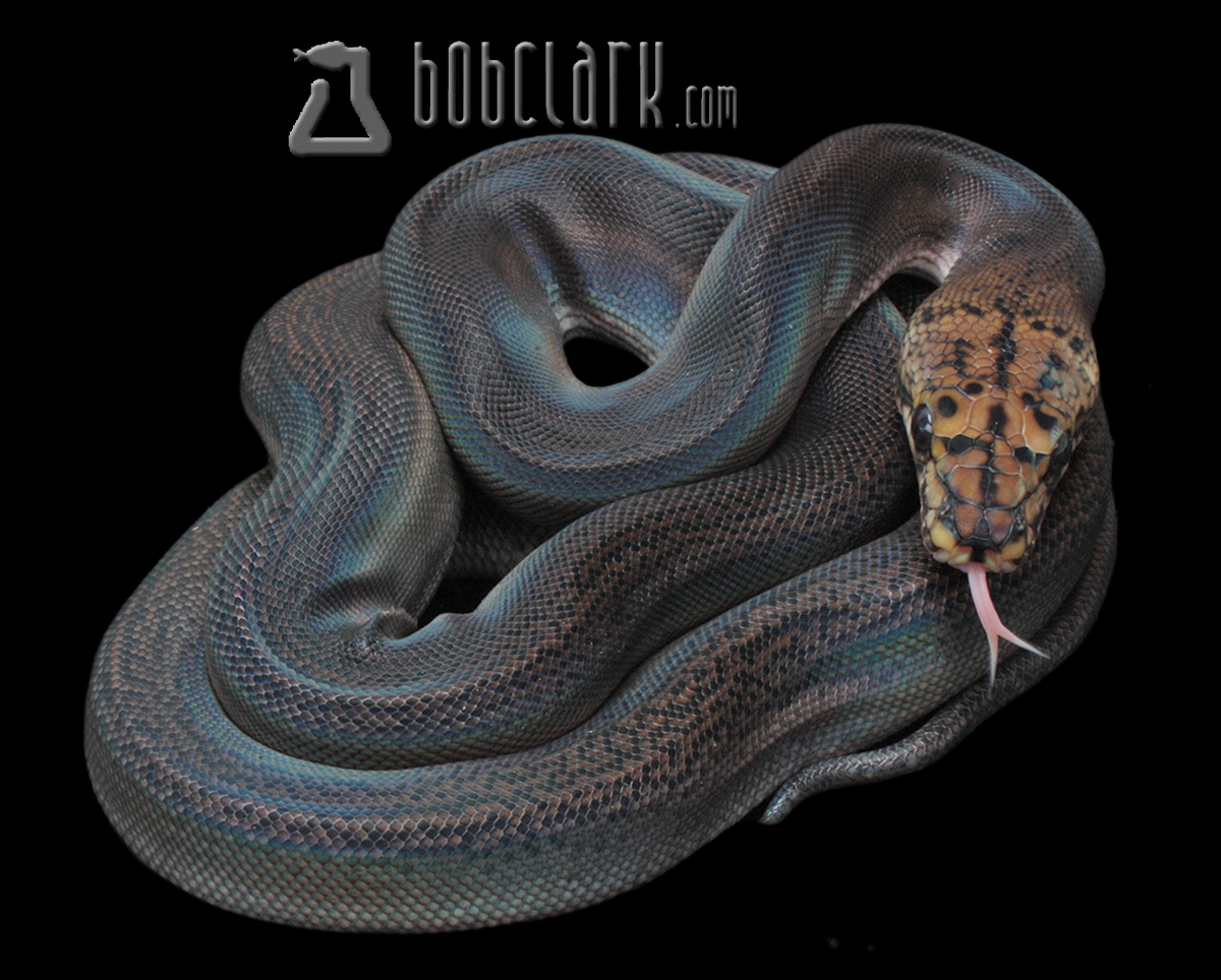 Motley golden child het pied THESE WILL GET BLACK
