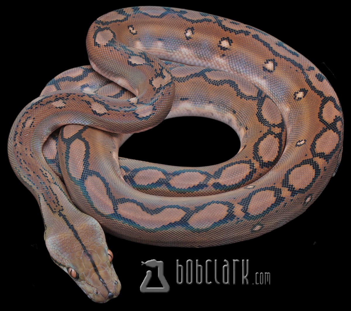 Motley 66% het albino/mocha