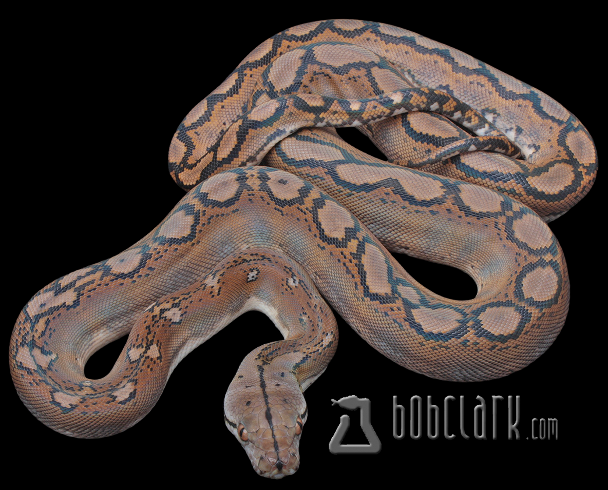 Motley double het albino pied