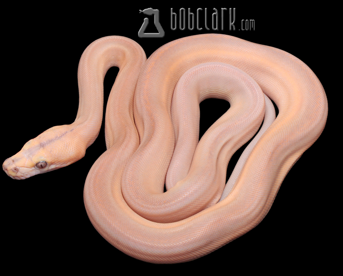 Purple golden child motley tiger