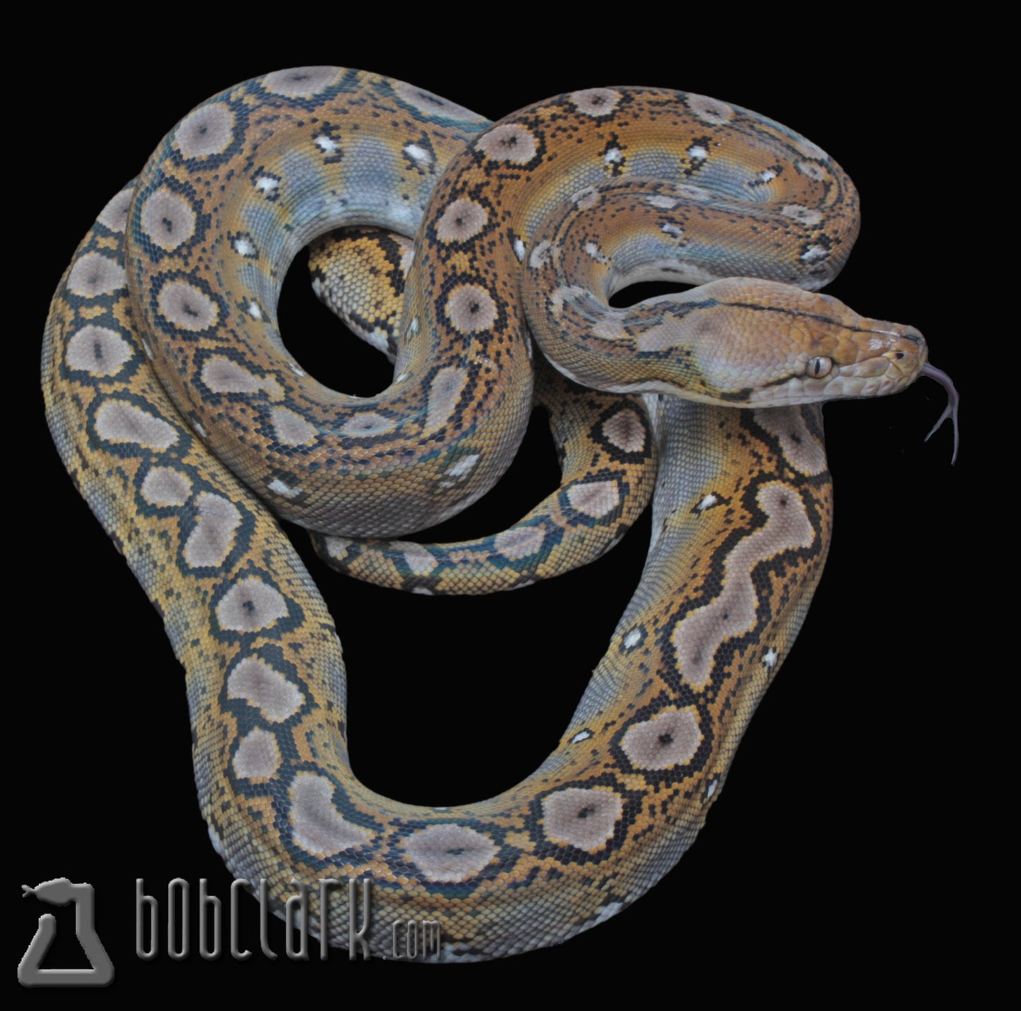 motley het albino 48" female